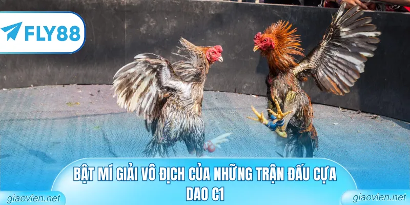 Đá Gà Cựa Dao C1 Đẳng Cấp Từ Các Đấu Trường Danh Tiếng 3 Bật mí giải vô địch của những trận đấu cựa dao C1