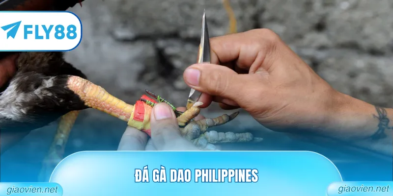 Đá Gà Cựa Dao Philippines Hôm Nay Với Chiến Kê Dũng Mãnh 10 đá gà dao philippines