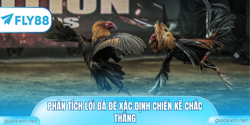 Đá Gà Cựa Sắt Trực Tiếp Với Những Cú Đá Đầy Sát Thương 2 Phân tích lối đá để xác định chiến kê chắc thắng