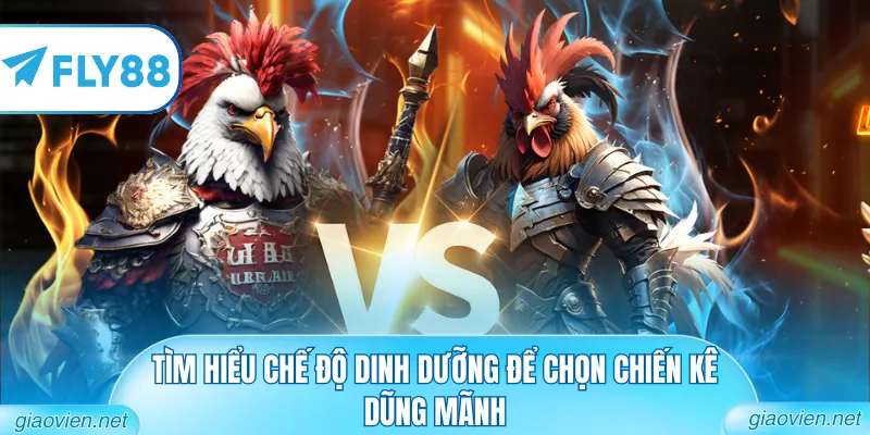 Mẹo Chọn Gà Chọi Hay Từ Những Sư Kê Giàu Kinh Nghiệm Nhất 2026 3 Tìm hiểu chế độ dinh dưỡng để chọn chiến kê dũng mãnh